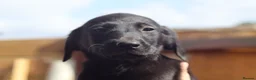 Labrador Retriever dogs for sale: KC Labrador Pups now ready to leave  - Advert 8