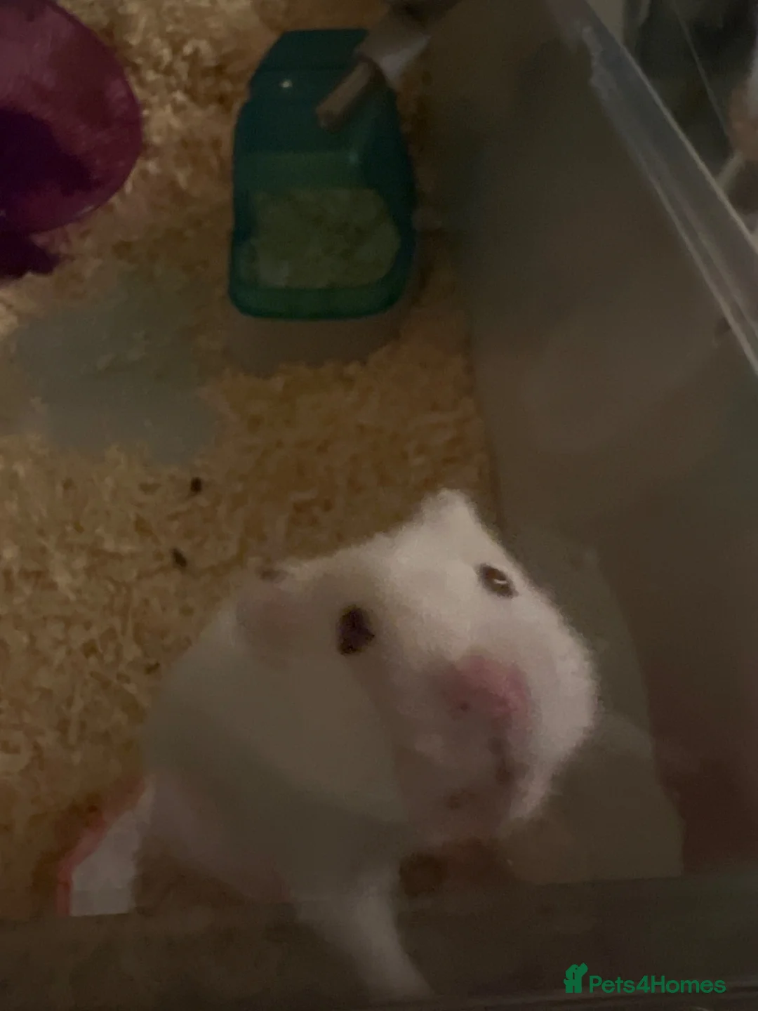 Hamster rodents for sale: Hamster  in Morden - Advert 1