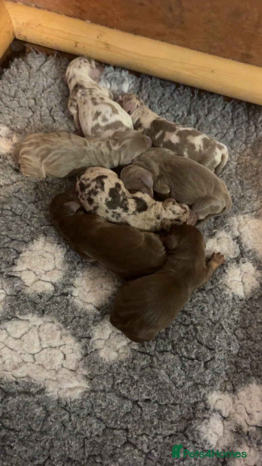 Miniature Dachshund dogs ⭐️KC Registered Miniature Dachshunds⭐️ - Advert 4