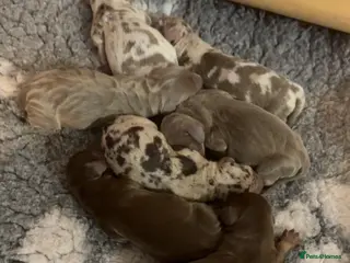 Miniature Dachshund dogs ⭐️KC Registered Miniature Dachshunds⭐️ - Advert 4