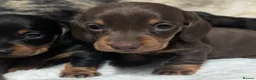 Miniature Dachshund dogs for sale: Quality KC/ PRA clear Miniature Dachshund puppies  - Advert 8