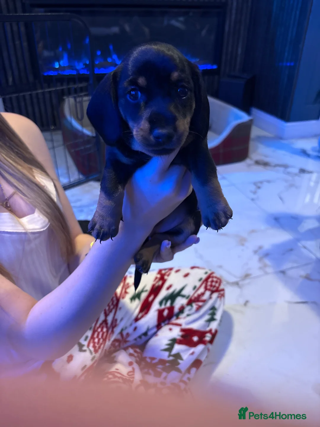 Dachshund dogs for sale: Daushound pups  in Barnsley - Advert 2