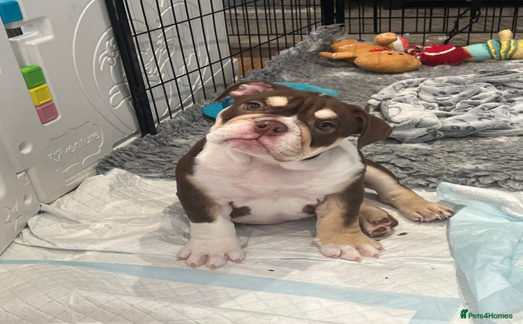 English Bulldog dogs - Advert 1