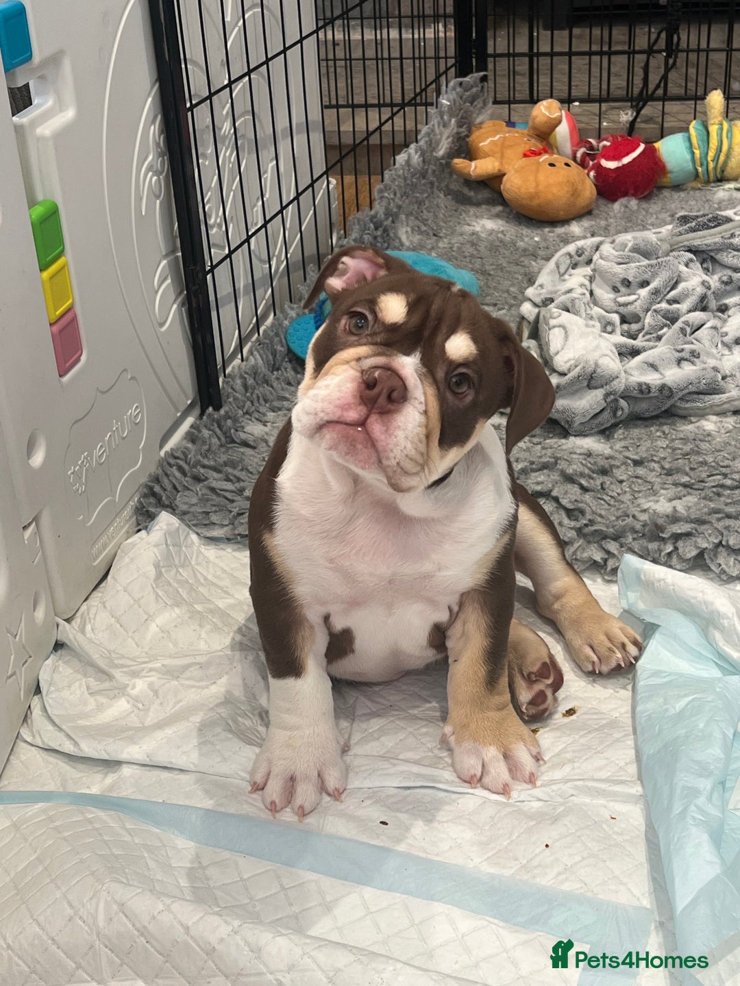English Bulldog dogs for sale: One Beautiful Cuddly Girl Left 🏠💗 - Image 8