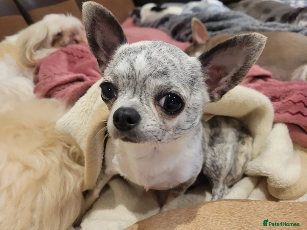 Mixed Breed dogs for sale: Beautiful shichis absolutely stunning  - Advert 2
