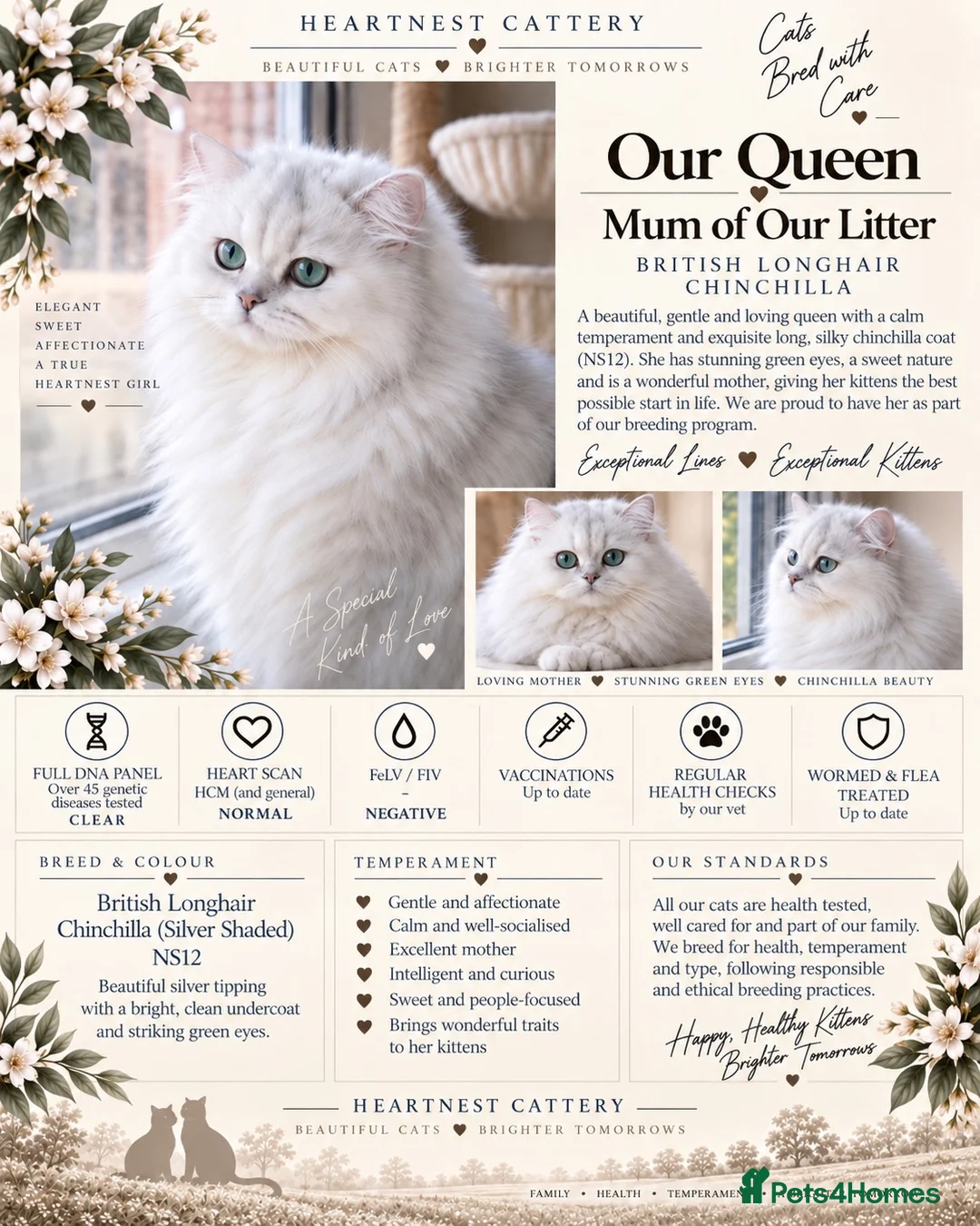 British Shorthair cats for sale: British Shorthair Silver Golden Health Tested  - Advert 2