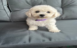 Bichon Frise dogs for sale: Bichon Frise Puppies  - Image 27