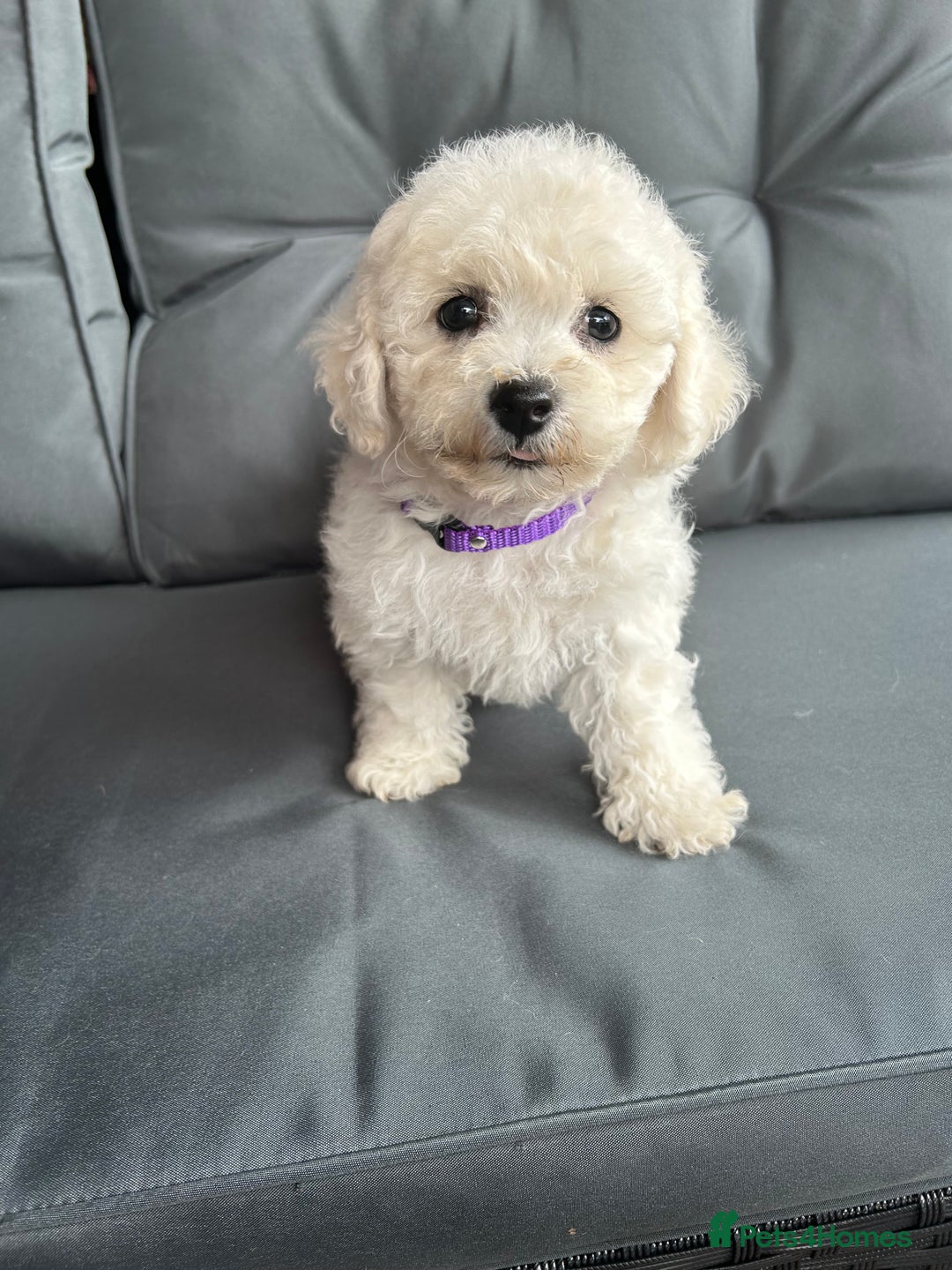 Bichon Frise dogs for sale: Bichon Frise Puppies  - Image 27