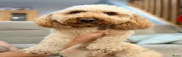 Mixed Breed dogs for sale: 3 Beautiful Cavapoochon Girls in Basildon - Advert 11