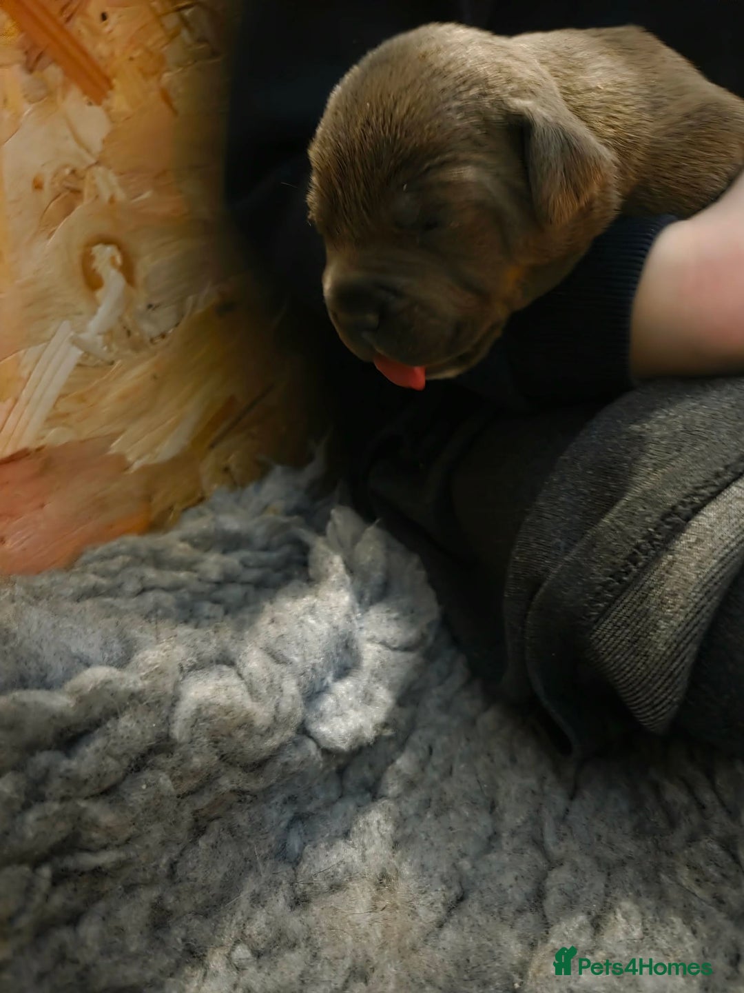 Staffordshire Bull Terrier dogs for sale: Chunky stuffy pups - Advert 6