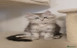 Maine Coon cats for sale: pure maine coon kittens - Image 13