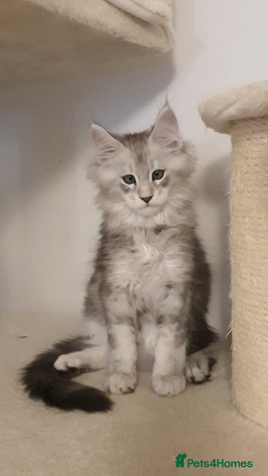 Maine Coon cats for sale: pure maine coon kittens - Image 13