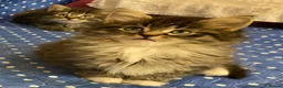 Maine Coon cats for sale: Three adorable Maine Coon Kittens For Sale  - Advert 30