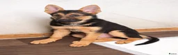 German Shepherd dogs for sale: German Shepherd puppies  in Wolverhampton - Advert 6