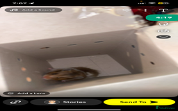 Worms invertebrates for sale: syrain hamster  - Image 6