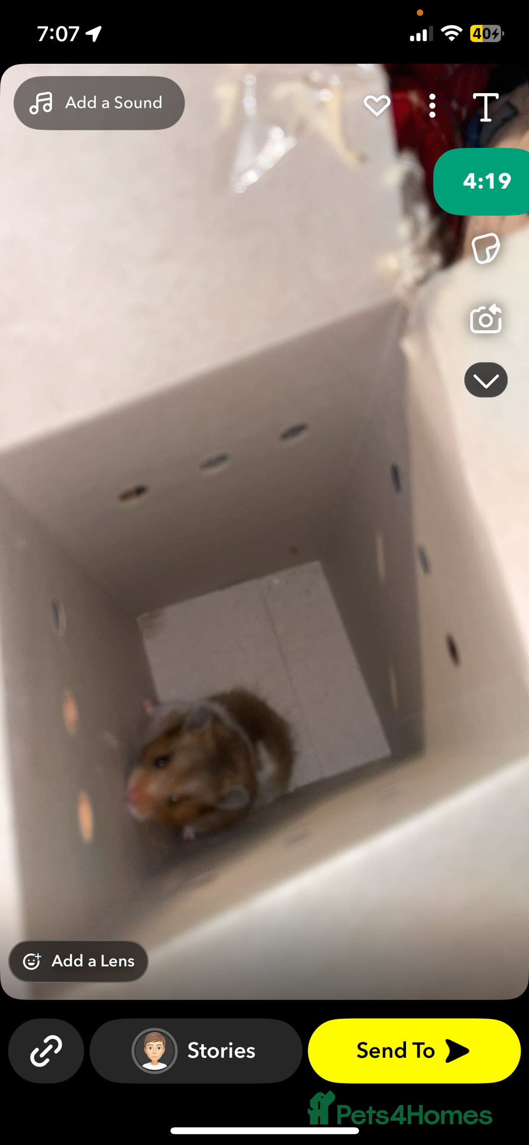 Worms invertebrates for sale: syrain hamster  - Image 6