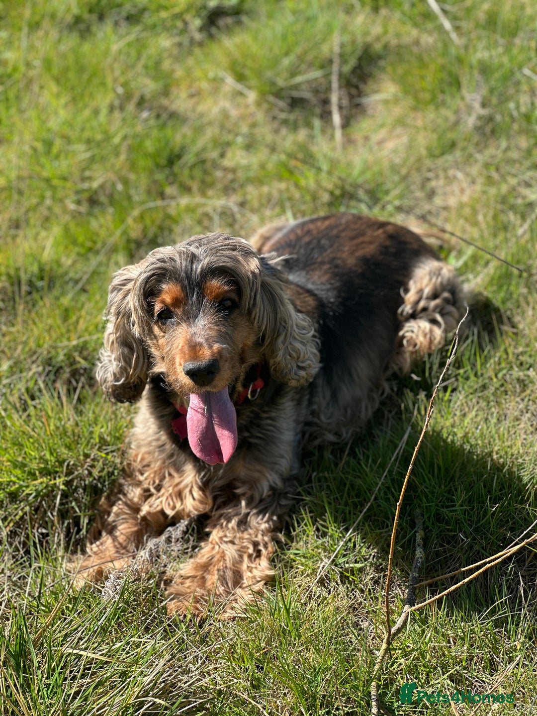 Cocker Spaniel dogs for sale: Cocker Spaniel - Female - 7 years old - Advert 3