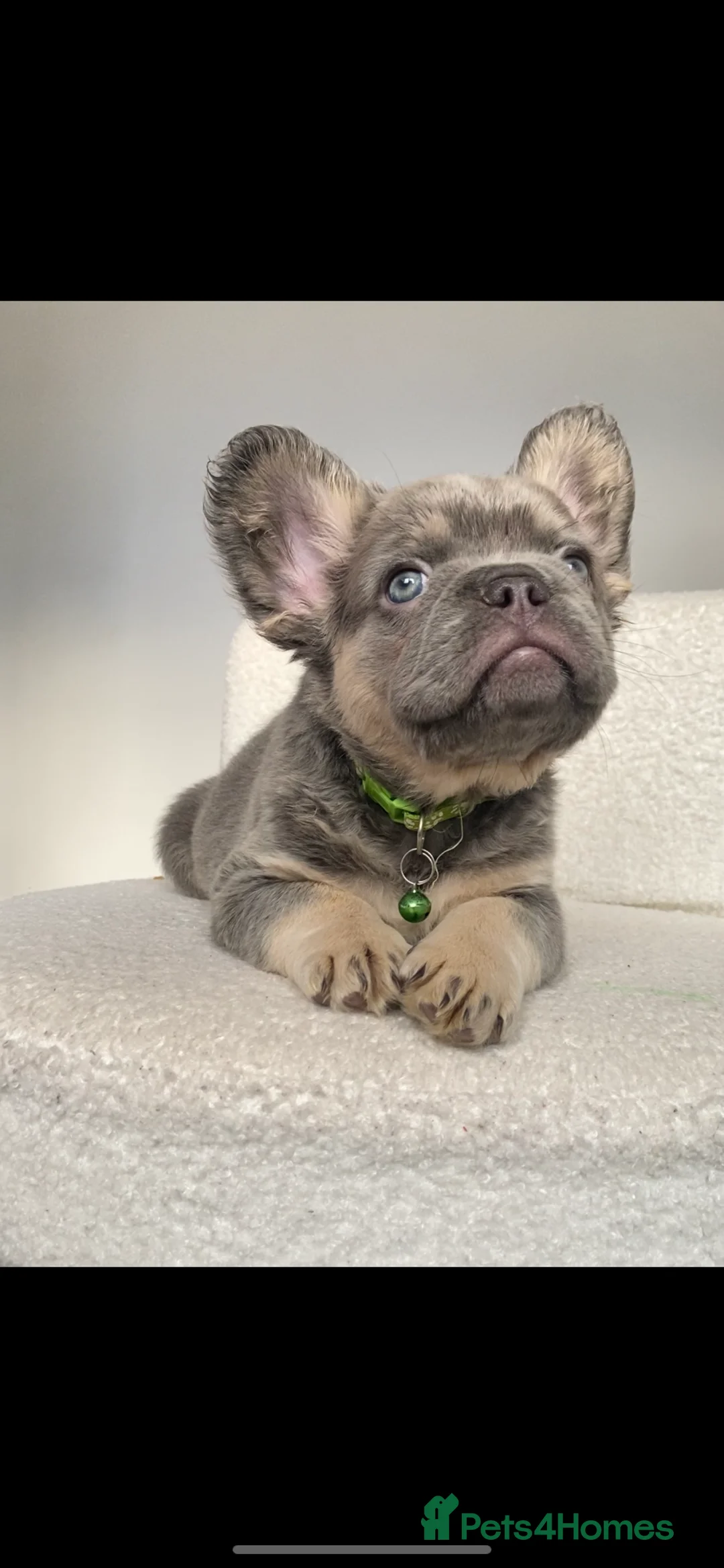 French Bulldog dogs for sale: FULL FLUFFY FRENCH BULLDOG  - Advert 3