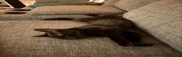 British Shorthair cats for sale: Sisters need loving home - Advert 11
