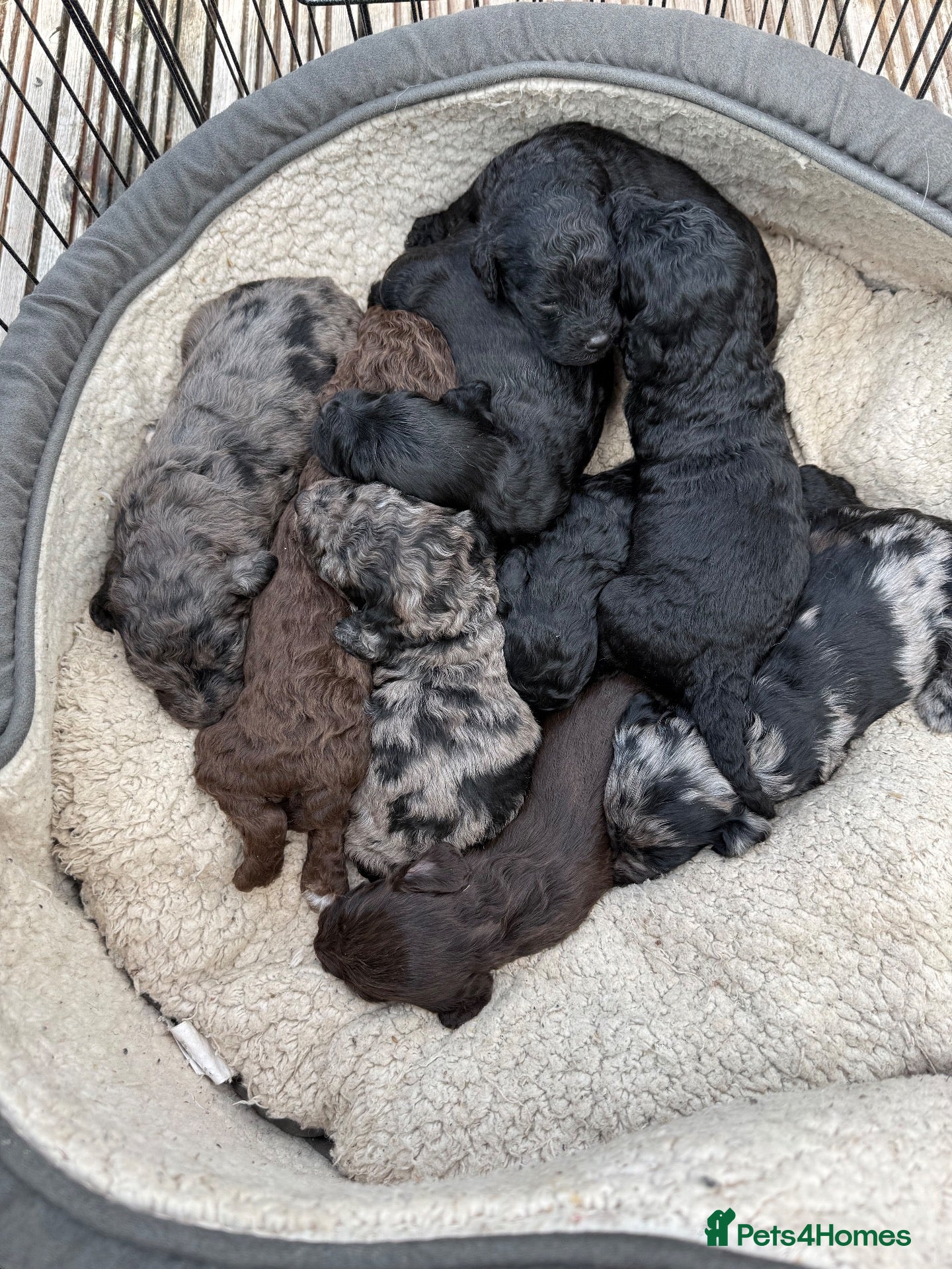 Cockapoo dogs 9 Beautiful doodles lovely markings  - Advert 1