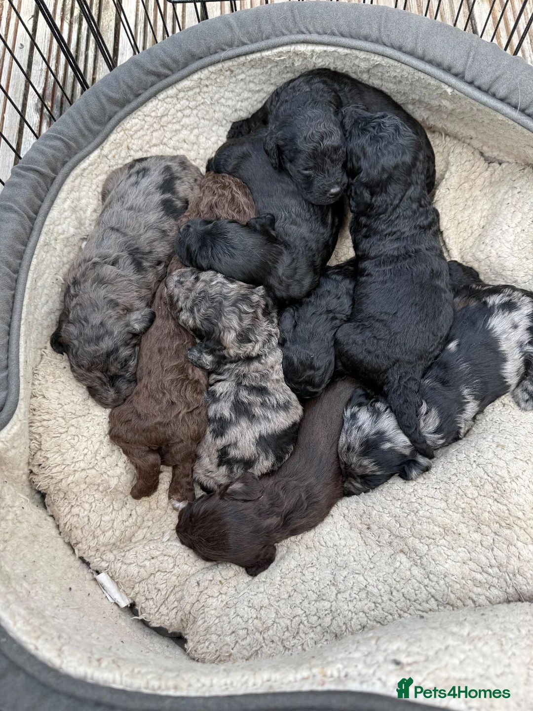 Cockapoo dogs for sale: 9 Beautiful doodles lovely markings  - Advert 1