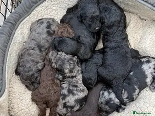 Cockapoo dogs 9 Beautiful doodles lovely markings - Advert 16