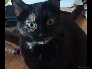 Mixed Breed cats Cat for rehoming - Advert 4