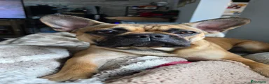Mixed Breed 1