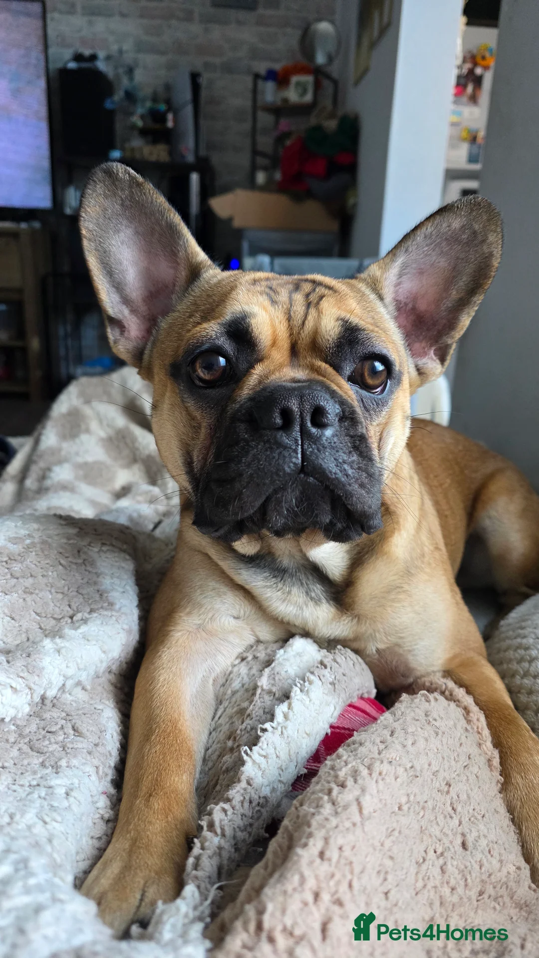 Mixed Breed dogs for sale: Frenchie x Chihuahua - Advert 8