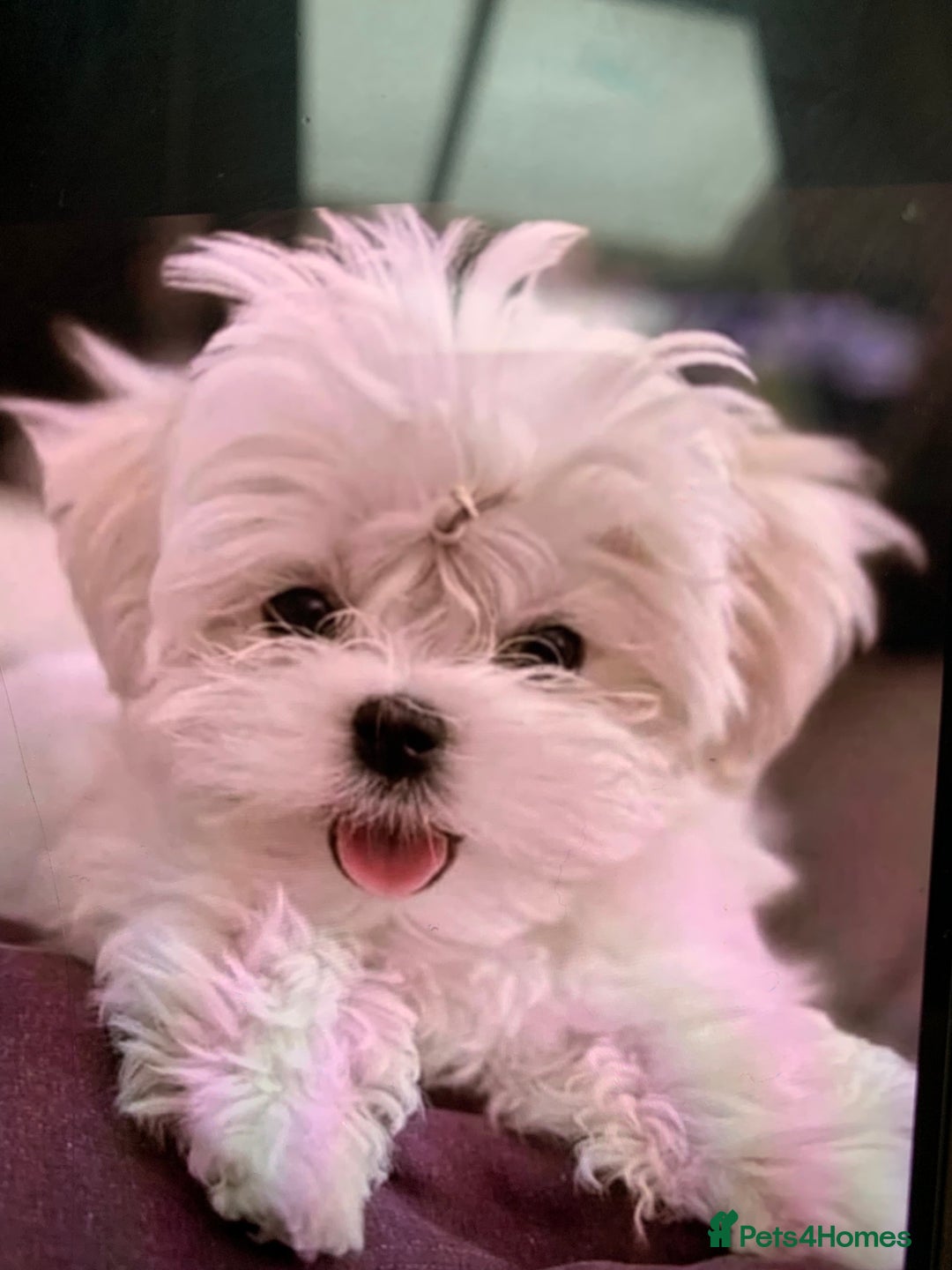 Maltese dogs for sale: Maltese - Advert 3