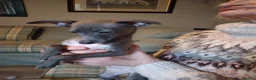 Italian Greyhound dogs for sale: Beautiful KC registered Italian greyhound puppies - Advert 18