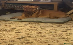 Dogue De Bordeaux dogs for stud: Dogue de Bordeaux for stud - Image 6
