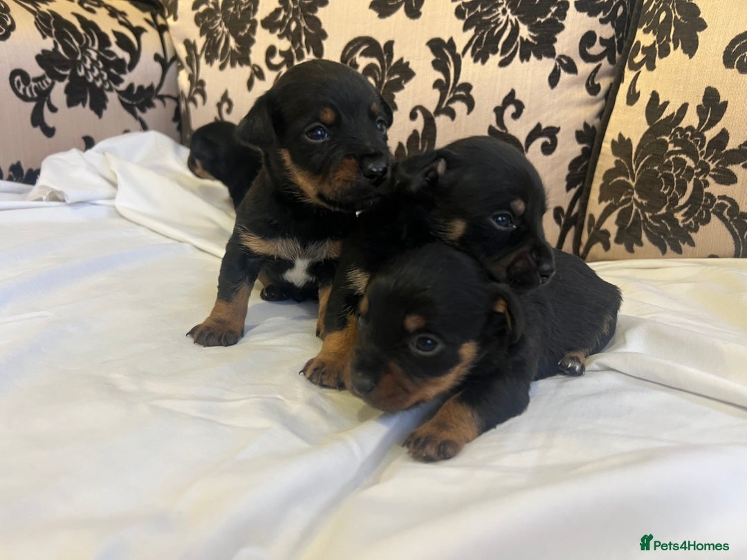 Jack Russell dogs for sale: Miniature Jack Russell puppies 🐶  - Advert 4
