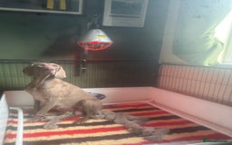 Weimaraner dogs for sale: Weimaraners  - Image 1