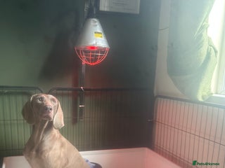 Weimaraner dogs for sale - Advert 1