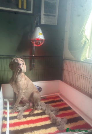 Weimaraner dogs - Advert 1