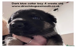 German Shepherd dogs for sale: German shepherd puppies  - Image 23