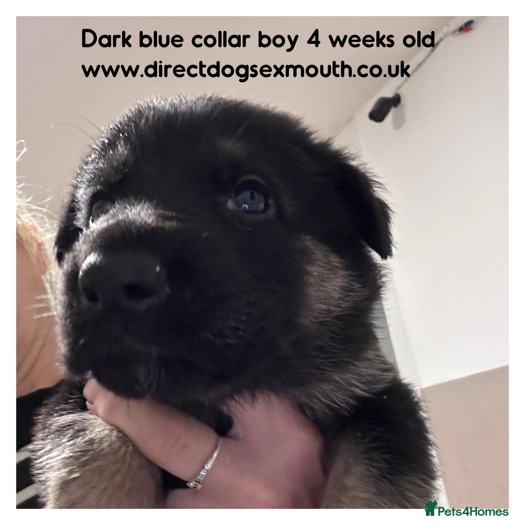 German Shepherd dogs for sale: German shepherd puppies  - Image 23