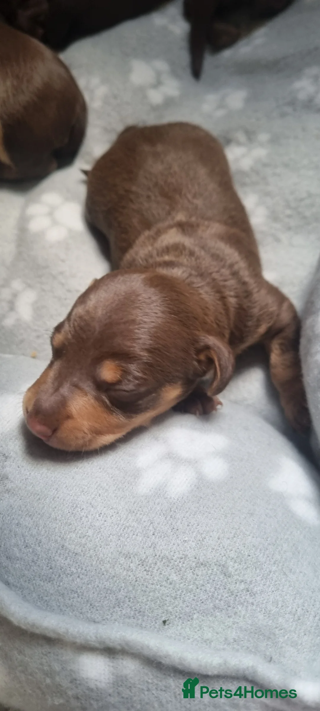 Dachshund dogs for sale: Dachschund puppies - Advert 5