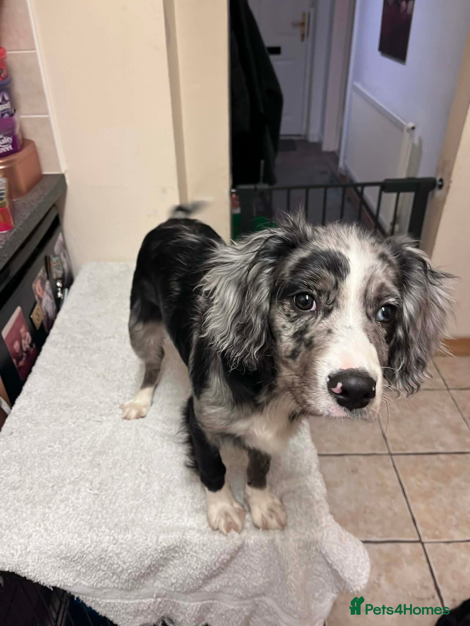 Mixed Breed dogs Borderlier pup - Advert 1