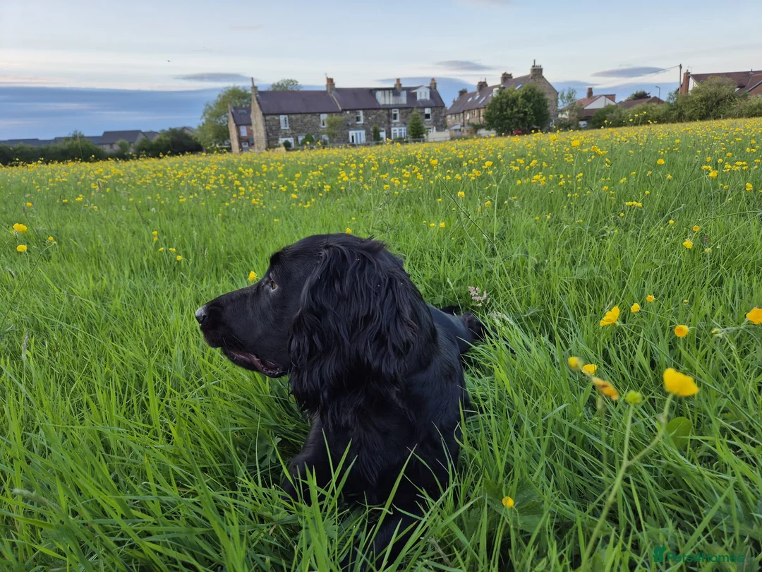 Sprocker dogs for sale: Male sprocker for sale - Advert 3