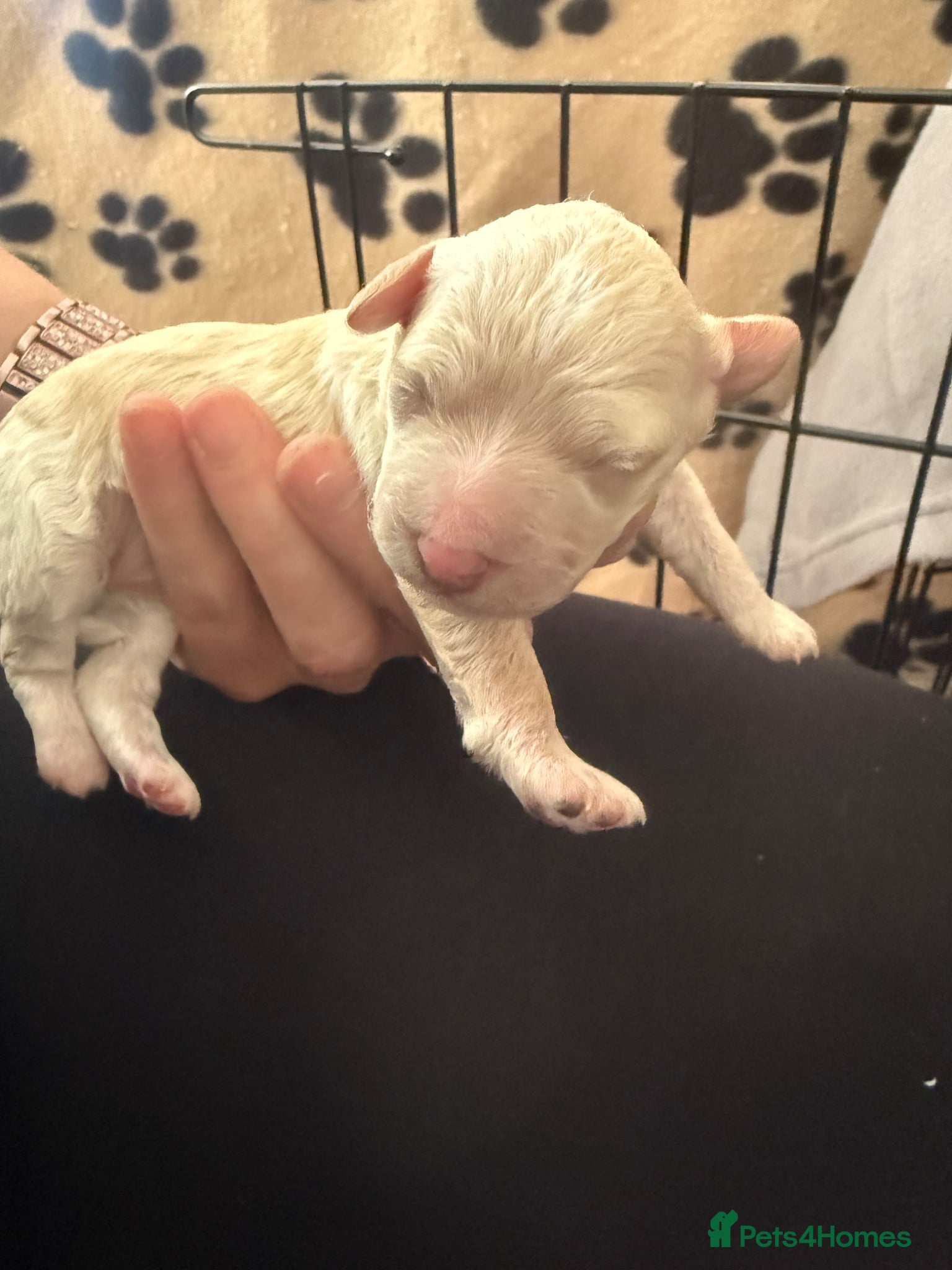 Poochon dogs for sale: Beautiful F2 Poochon puppies  - Advert 12