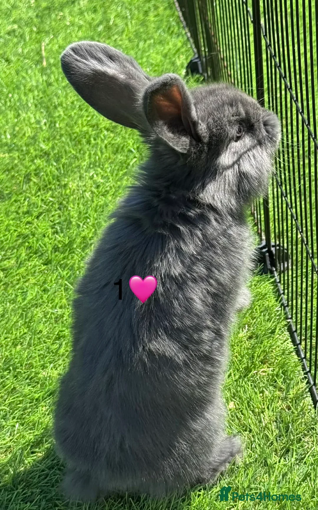 French Lop rabbits for sale: French lops - Advert 8