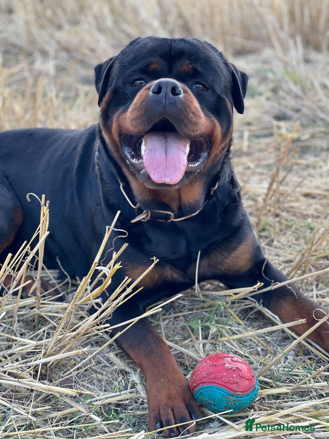 Rottweiler dogs for stud: ABSOLUTELY BEAUTIFUL KC Health Tested *FOR STUD* in Mansfield - Advert 11