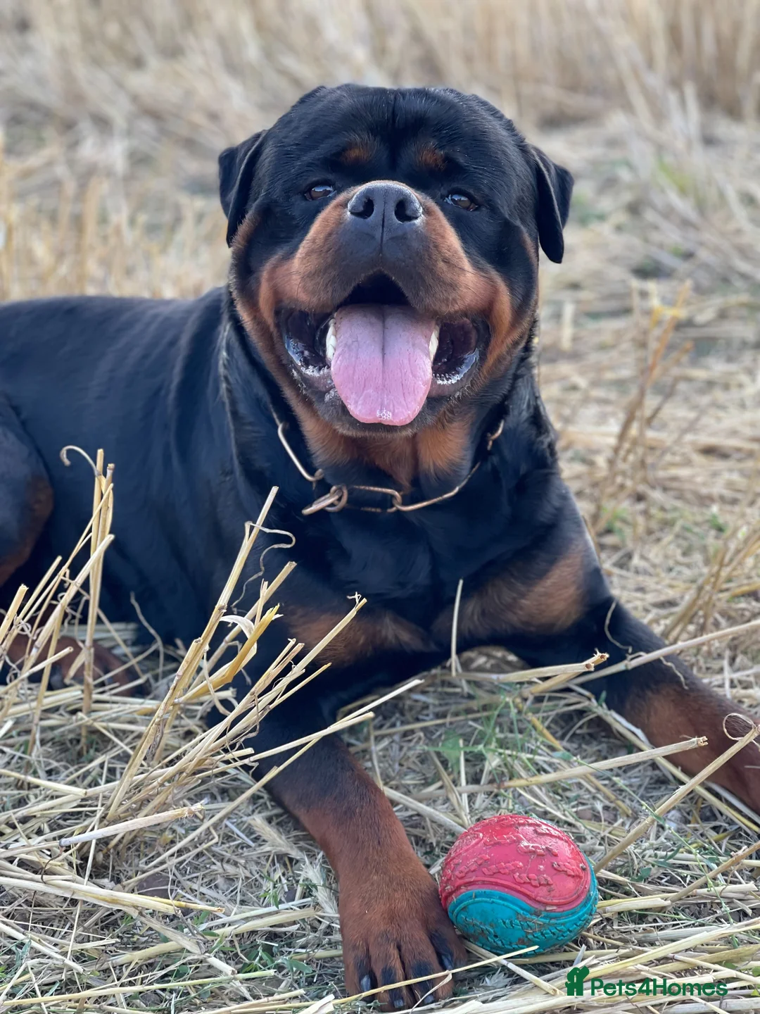Rottweiler dogs for stud: ABSOLUTELY BEAUTIFUL KC Health Tested *FOR STUD* in Mansfield - Advert 11