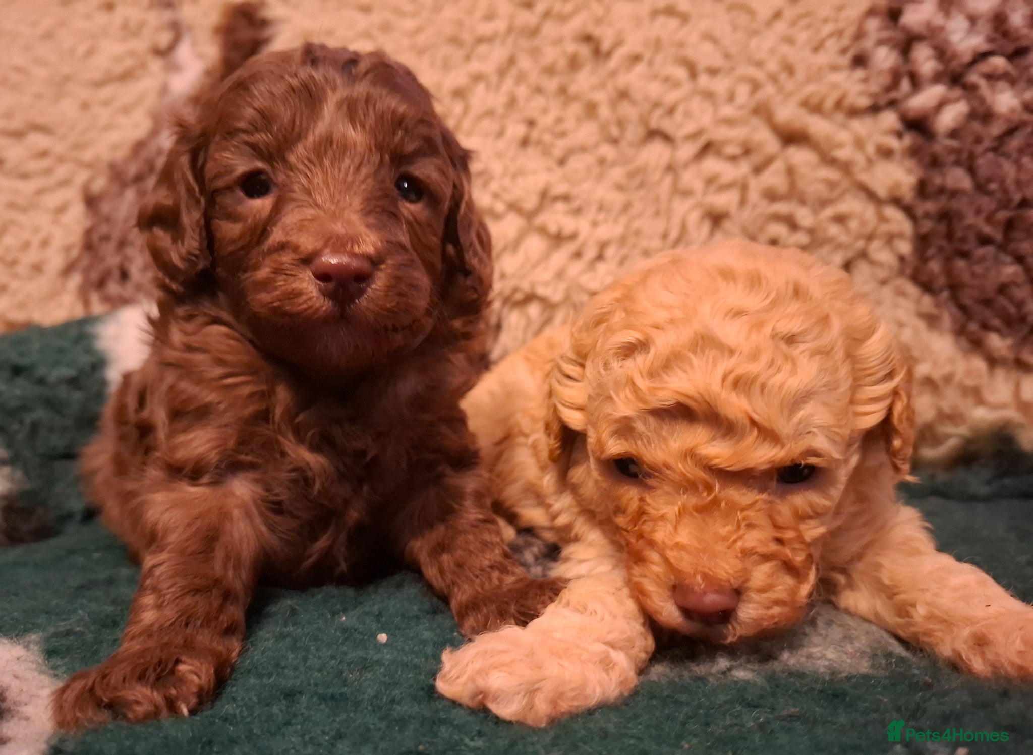 Cavapoo dogs Beautiful cavapoo - Advert 3