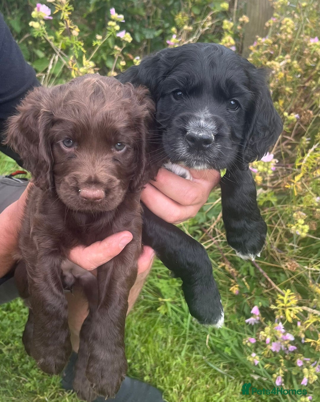 Cocker Spaniel dogs for sale: Working Cocker spaniel pups - Image 7