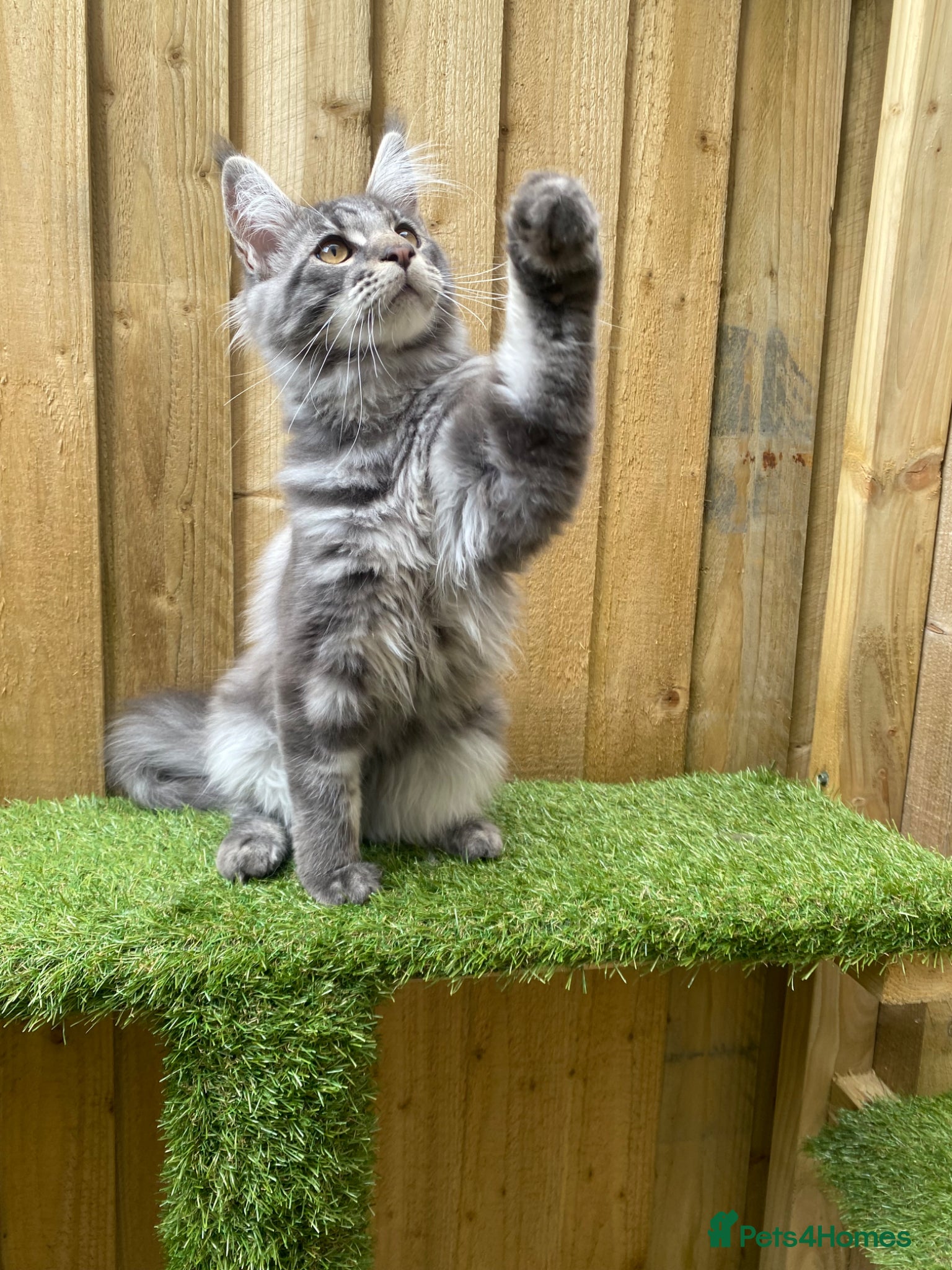 Maine Coon cats for sale: Tica boys available  - Advert 11