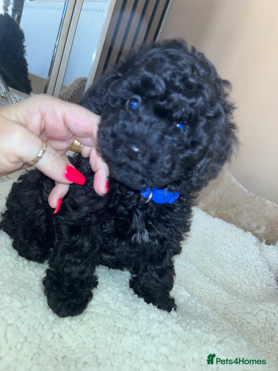 Toy Poodle dogs for sale: Two beautiful little poochons  - Advert 11