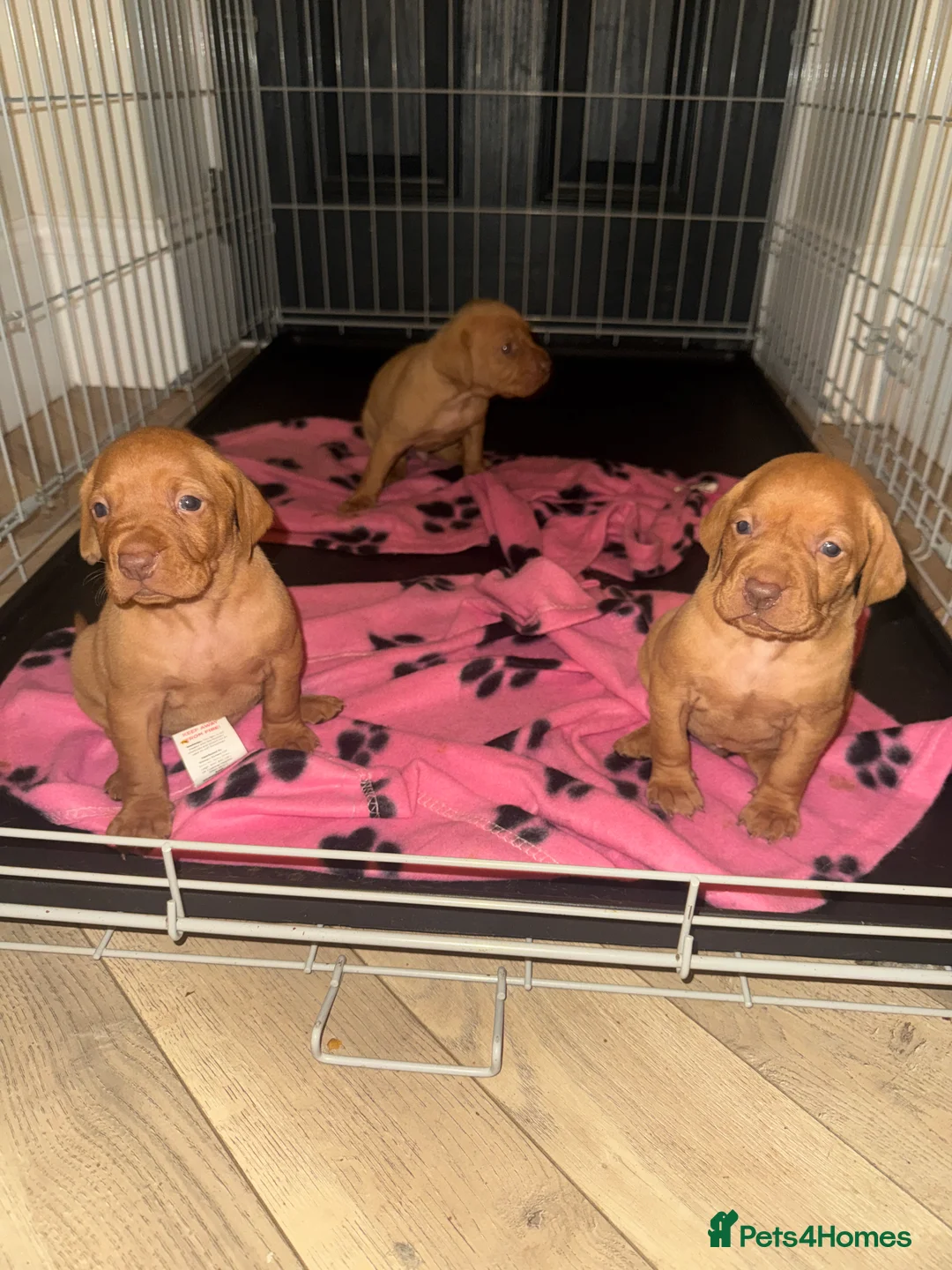 Hungarian Vizsla dogs for sale: Hungarian Vizsla KC Puppies excellent Pedigree - Advert 25